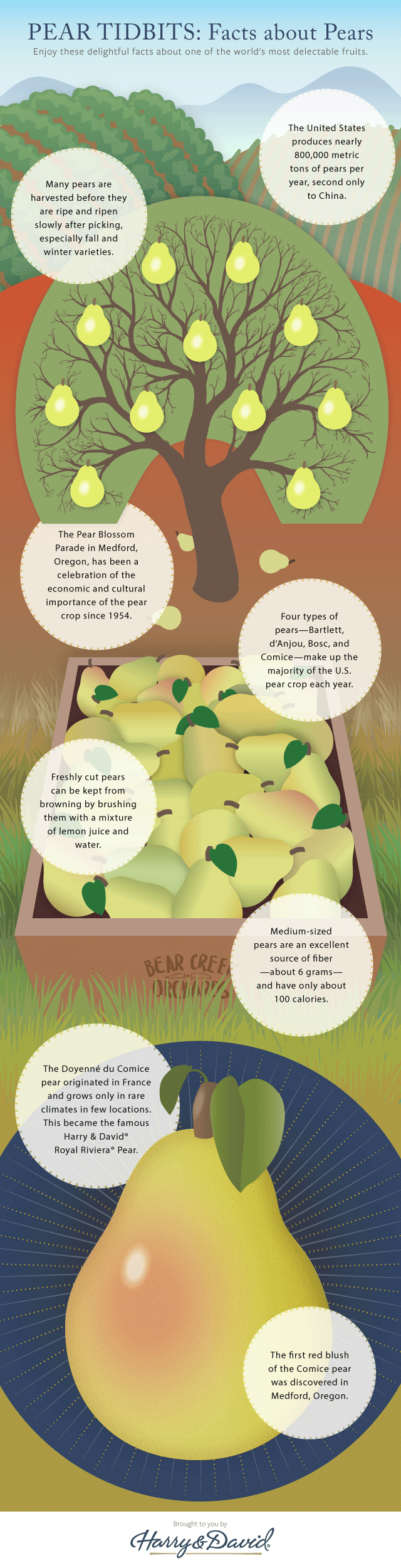 Pear Facts
